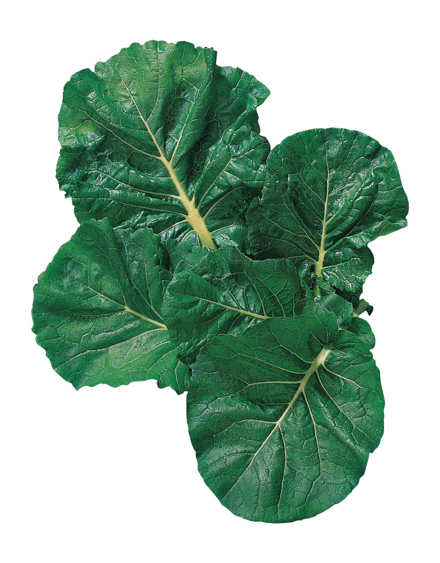 Burpee Zen Hybrid Greens Seeds - 150 Count Pack | Non-GMO, Fast-Growing Salad Greens for Home Garden & Container Planting | Perfect for Fresh Salads, Smoothies & Healthy Eating