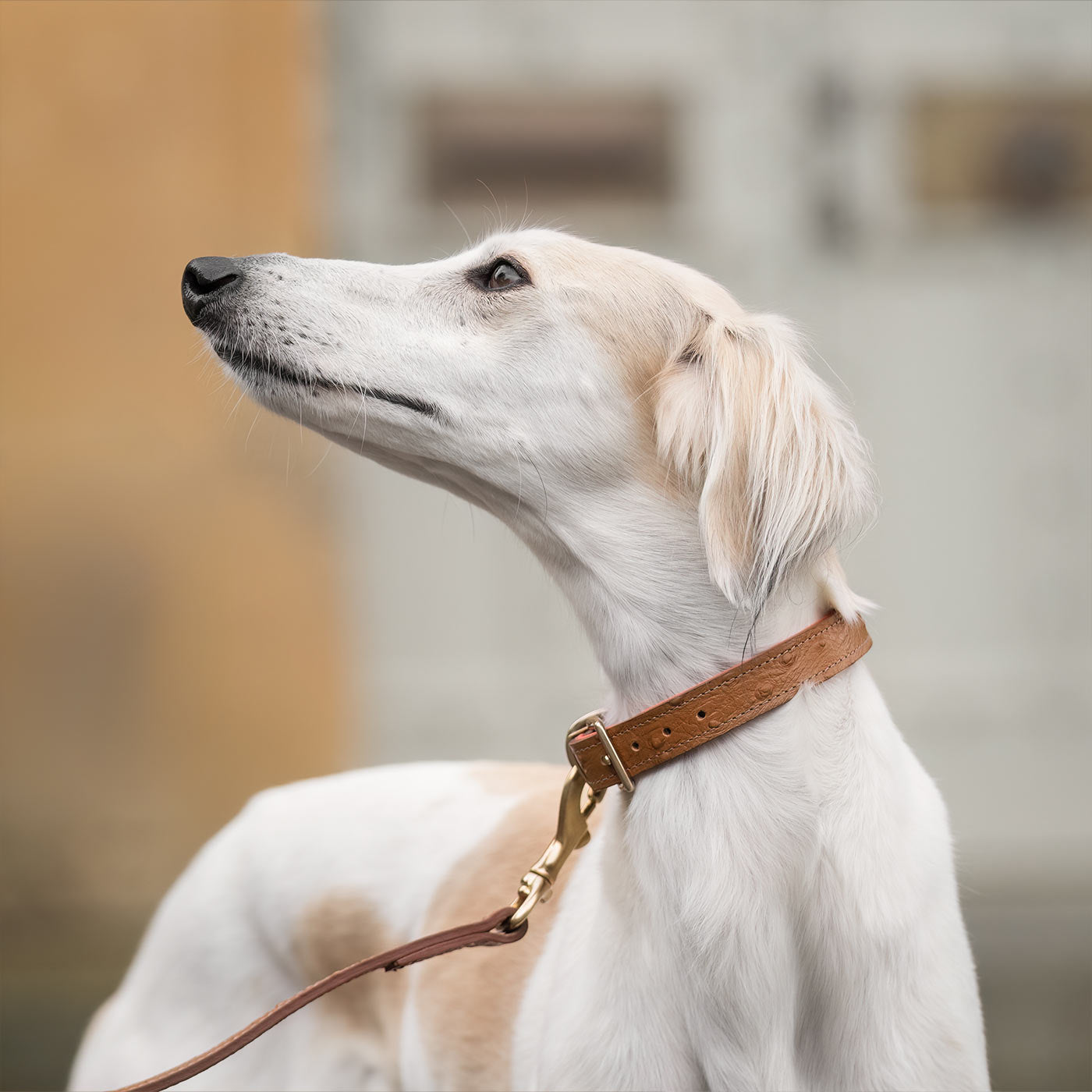 Premium Ostrich Leather Dog Collar - Tan & Orange - Handcrafted Luxury Pet Accessory by Lords & Labradors - Perfect for Daily Walks, Training & Stylish Outings
