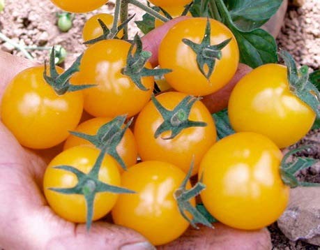 Organic Golden Cherry Tomato Seeds - Non-GMO, Heirloom, Indeterminate Variety for Home Gardening | Perfect for Containers, Greenhouses & Backyard Vegetable Gardens