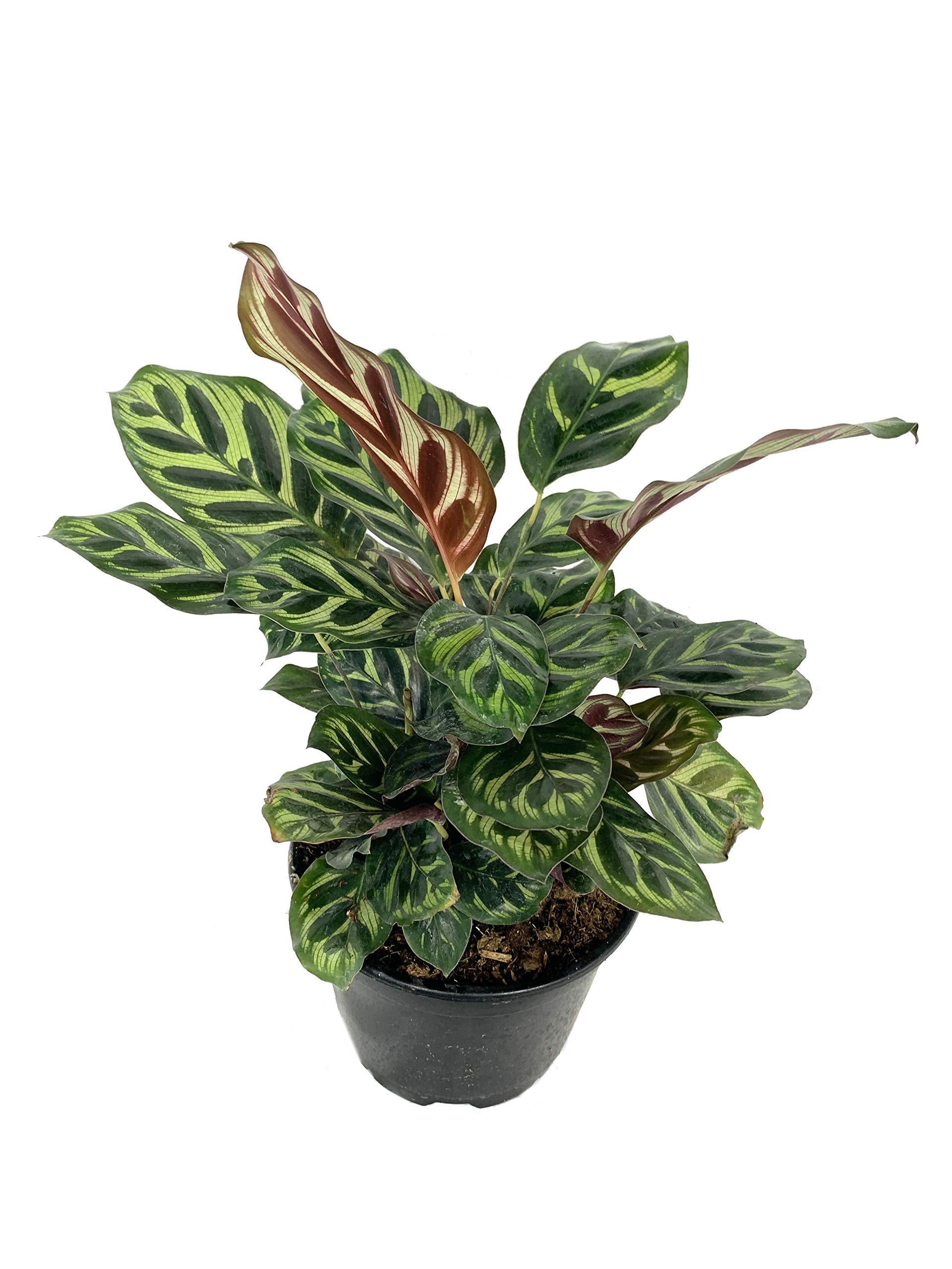 Calathea Makoyana (Peacock Plant) - 3 Live Indoor Plants in 6 Inch Pots - Easy to Grow Air Purifying Houseplant for Home, Office & Bedroom Decor