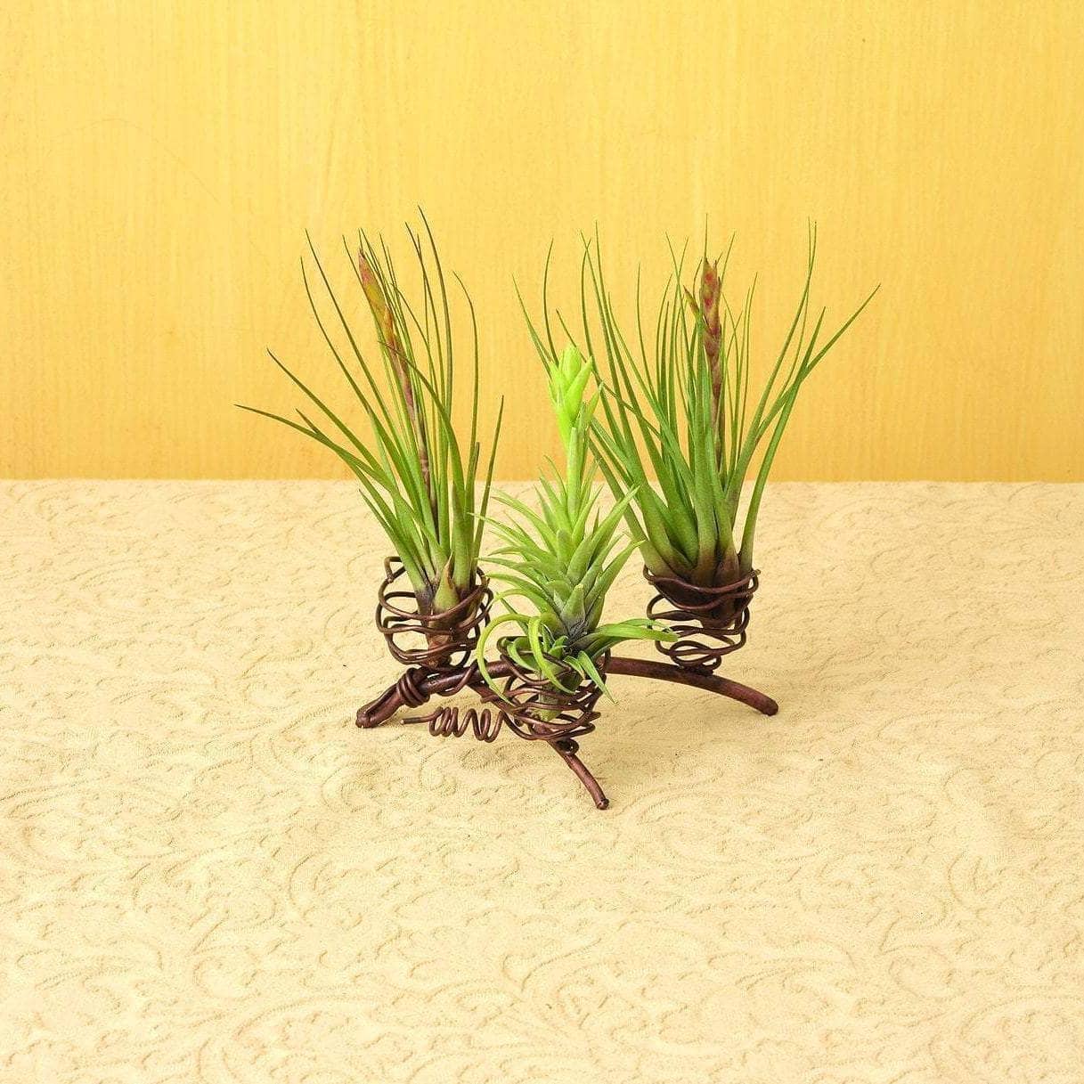 Triple Air Plant Holder - Modern Hanging Planter for Tillandsia - Perfect for Home, Office & Indoor Decor