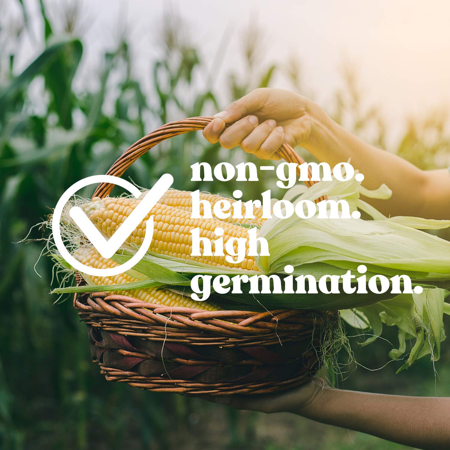 Japanese Hulless Popcorn Seeds - Non-GMO, Heirloom - for Home Gardening & Snacks
