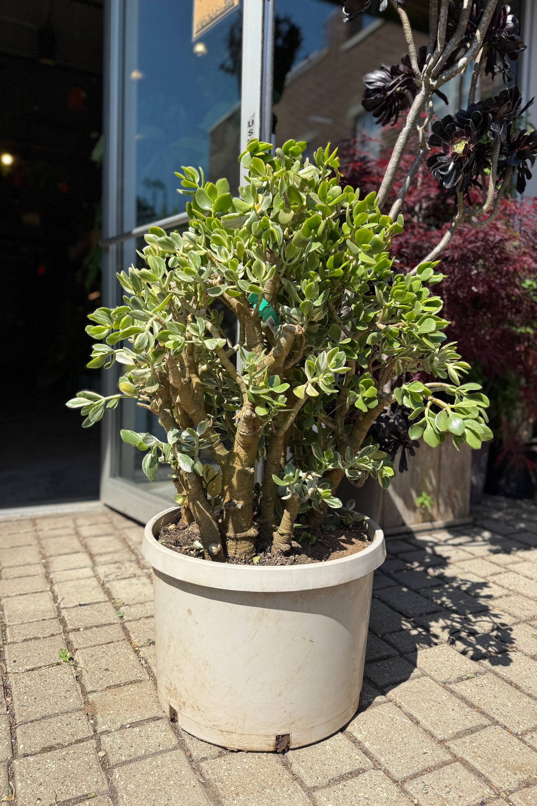 Variegated Jade Plant (Crassula ovata) - 14