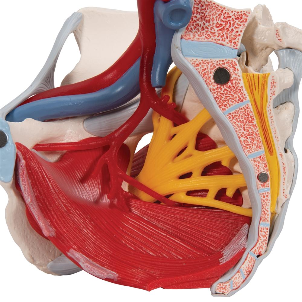 Female Pelvis Anatomy Model with Ligaments, Pelvic Floor & Organs - 6-Part Detachable Medical Educational Tool for Students, Doctors & Physical Therapists - Perfect for Classroom, Clinic & Home Study