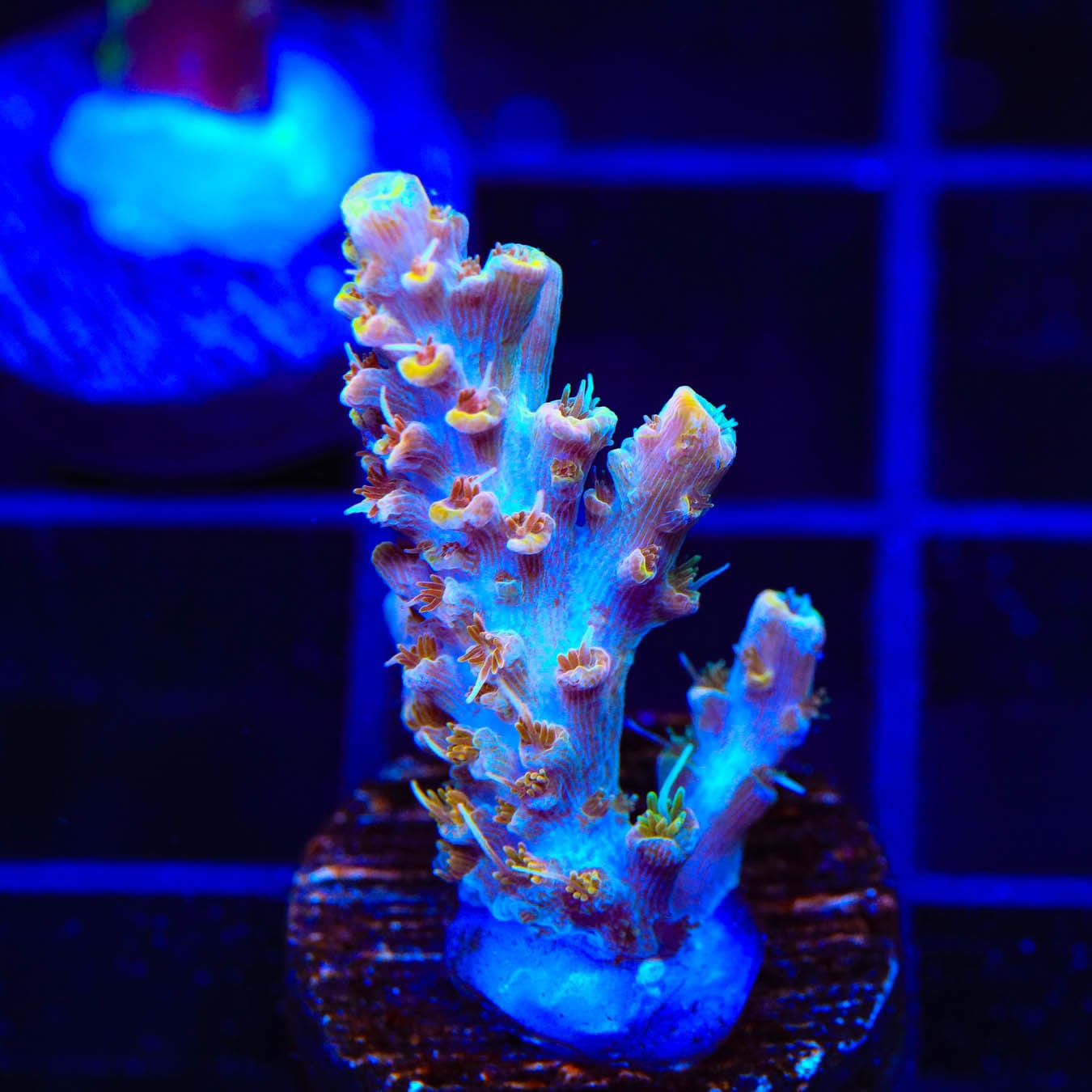 Premium CC Voodoo Majick Acropora Coral for Saltwater Aquariums - Vibrant Live Coral for Reef Tanks & Marine Aquascaping