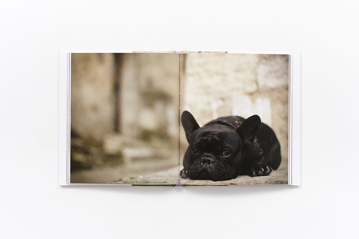 Mini French Dog - Adorable Small Breed Puppy for Pet Lovers | Perfect for Apartment Living & Family Companionship