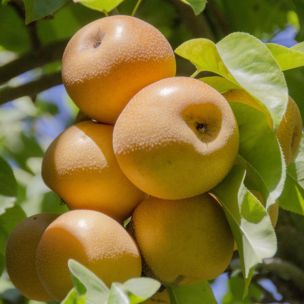 Fresh Organic Hosui Asian Pears - Sweet Crispy Juicy Fruit for Healthy Snacks, Salads & Gift Baskets