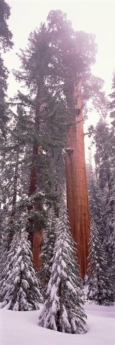 Peel & Stick Wall Mural - Giant Sequoia National Park Forest Wallpaper (16x48 inches) | Removable Self-Adhesive Decal for Bedroom, Living Room, Nursery & Office Decor