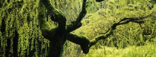 Japanese Garden Wall Art - Moss on Weeping Willow Tree Trunk Poster Print (36x12 inches) - Washington Park Portland Oregon USA Decor for Home, Office & Zen Spaces