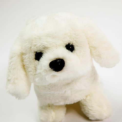 Bichon