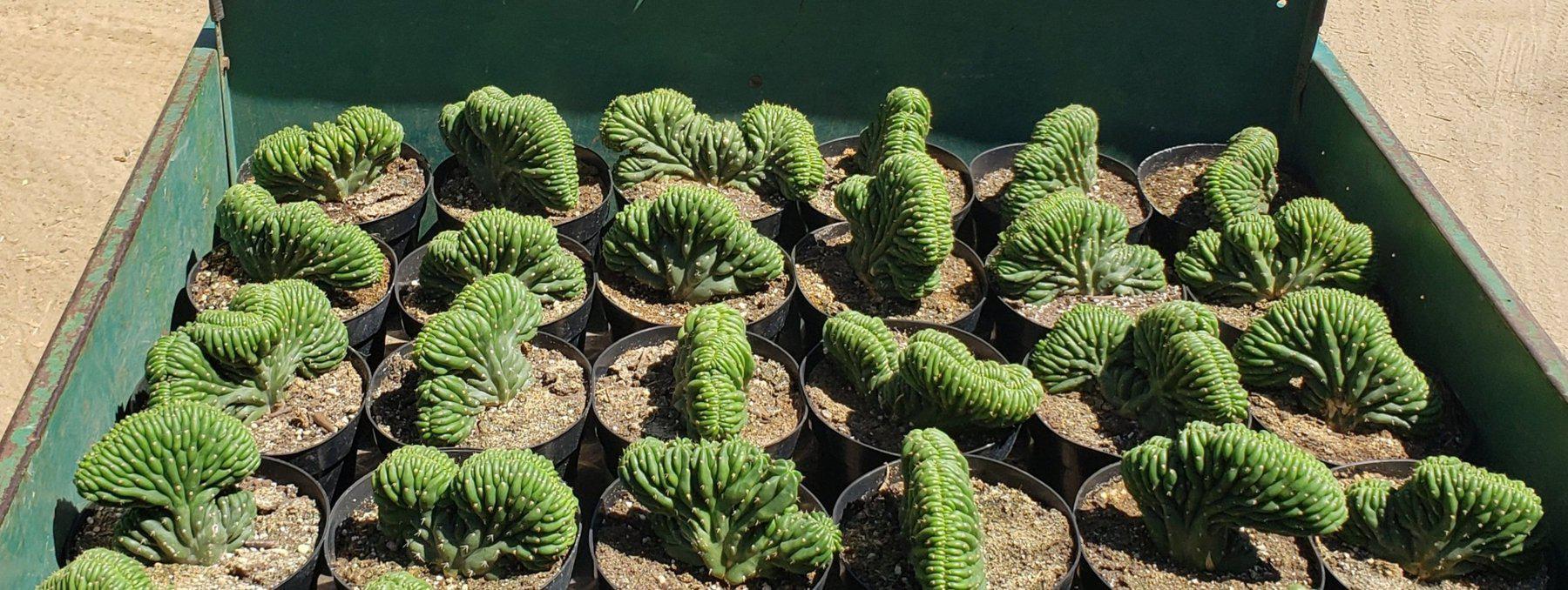 EC139 EXACT Trichocereus Pachanoi Crested Cactus - 8 Inch Rare Succulent Plant for Home Decor, Office Desk, or Garden Collection | Unique Cactus for Indoor & Outdoor Planting