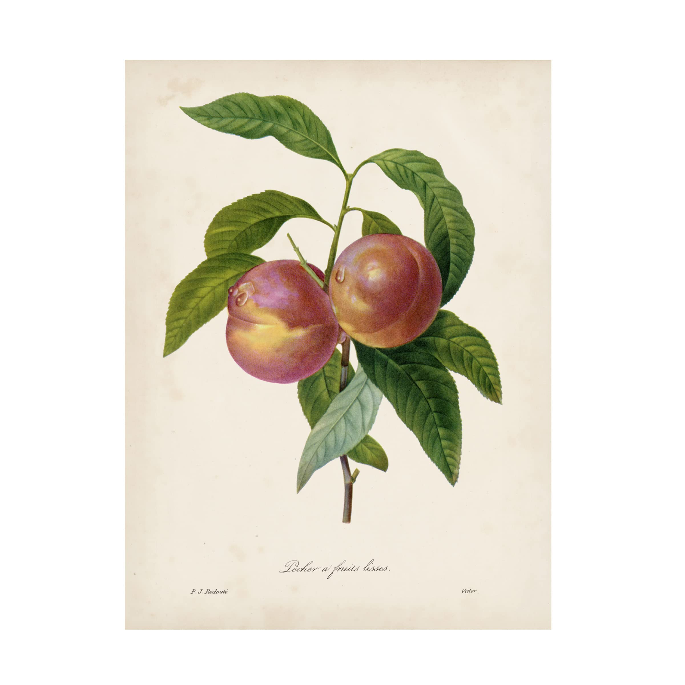 Trademark Fine Art 'Redoutes Fruit II' Canvas Art Print by Pierre Redoute - Vintage Botanical Wall Decor for Living Room, Dining Room & Office