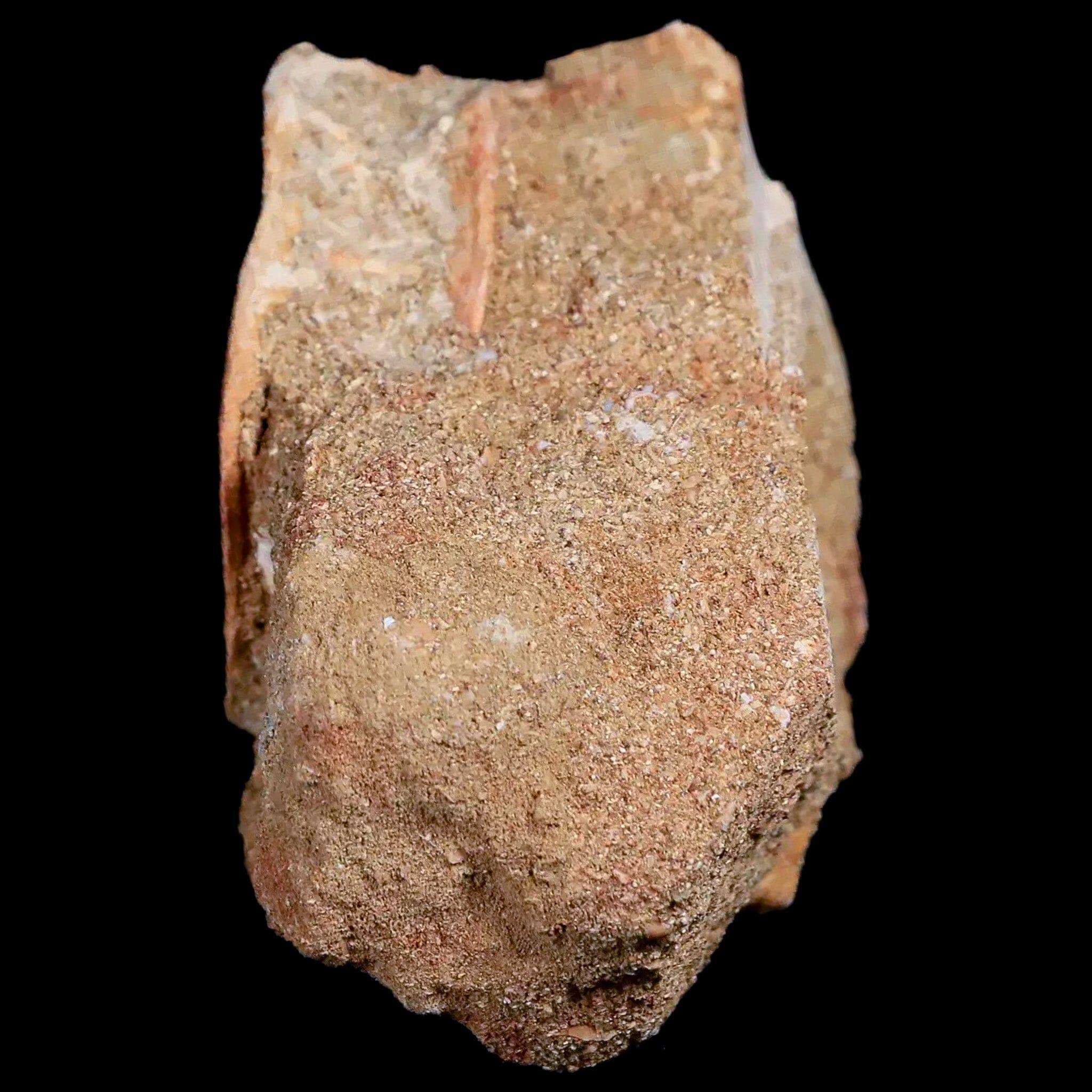 44MM Otodus Obliquus Shark Vertebrae Fossil - Authentic Prehistoric Shark Bone in Matrix from Morocco with COA - Perfect for Fossil Collectors, Paleontology Displays & Unique Home Decor