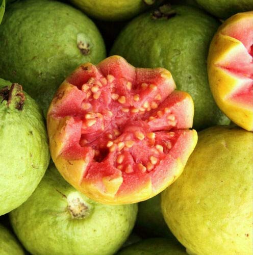 15 Wild Guava Seeds (Psidium Guajava) - Tropical Pink Hawaiian Guayaba Fruit for Home Garden Planting | Perfect for DIY Landscaping & Edible Gardens