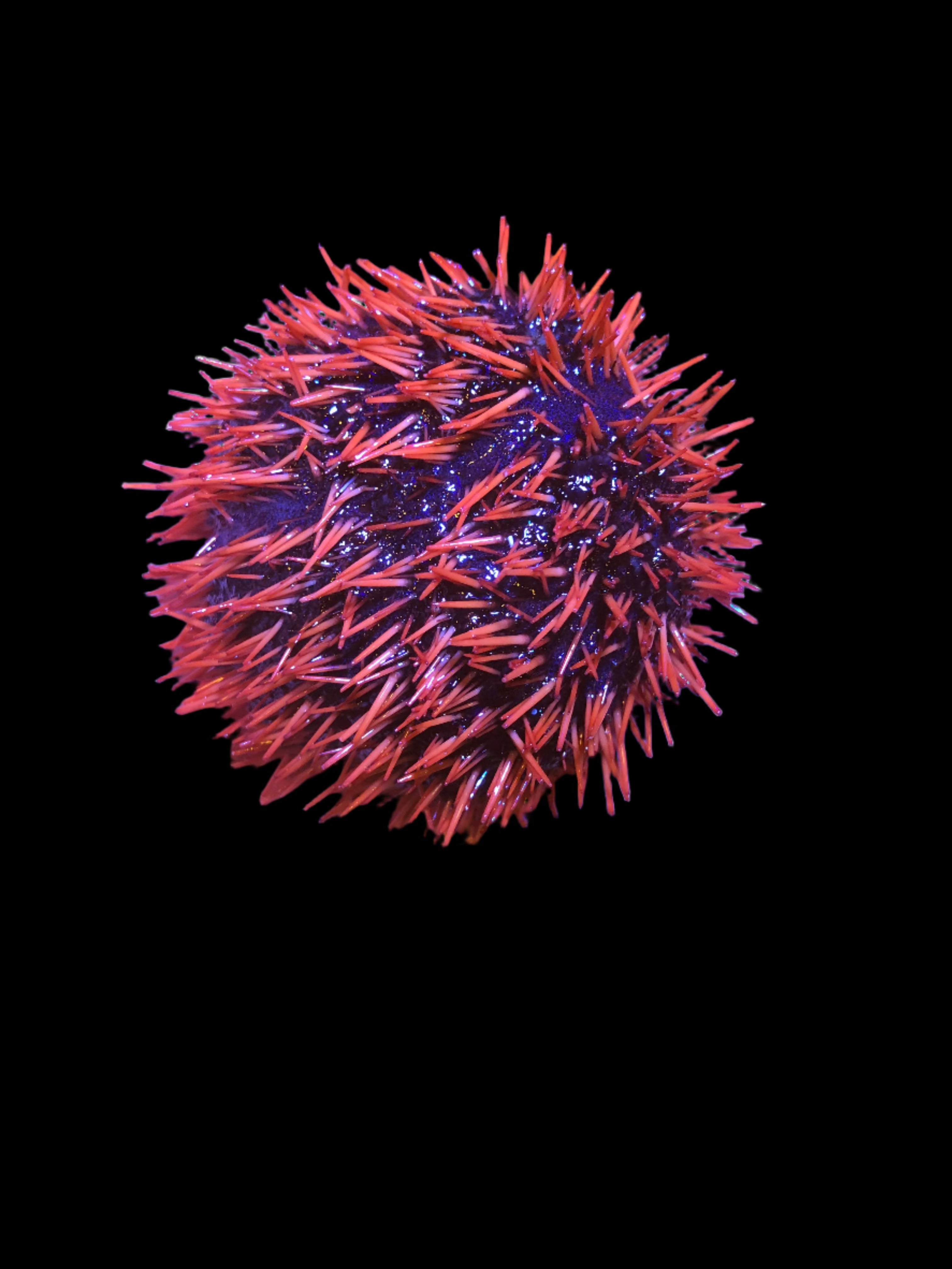 Collector Urchin (Tripneustes gratilla) - Unique Marine Specimen for Aquariums & Science Education | Perfect for Saltwater Tanks, Ocean-Themed Decor, and Biology Studies