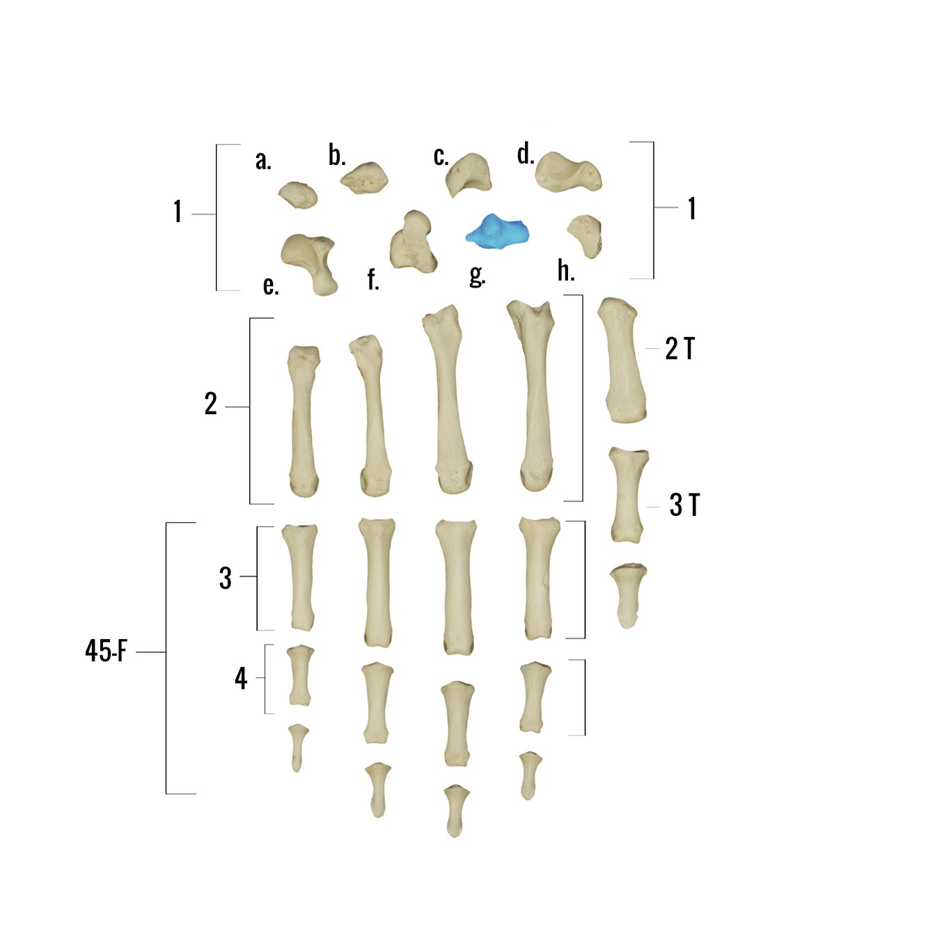 Real Human Hand Skeleton Model - Anatomically Accurate Single Bone Structure for Medical Study, Halloween Decor & Science Education