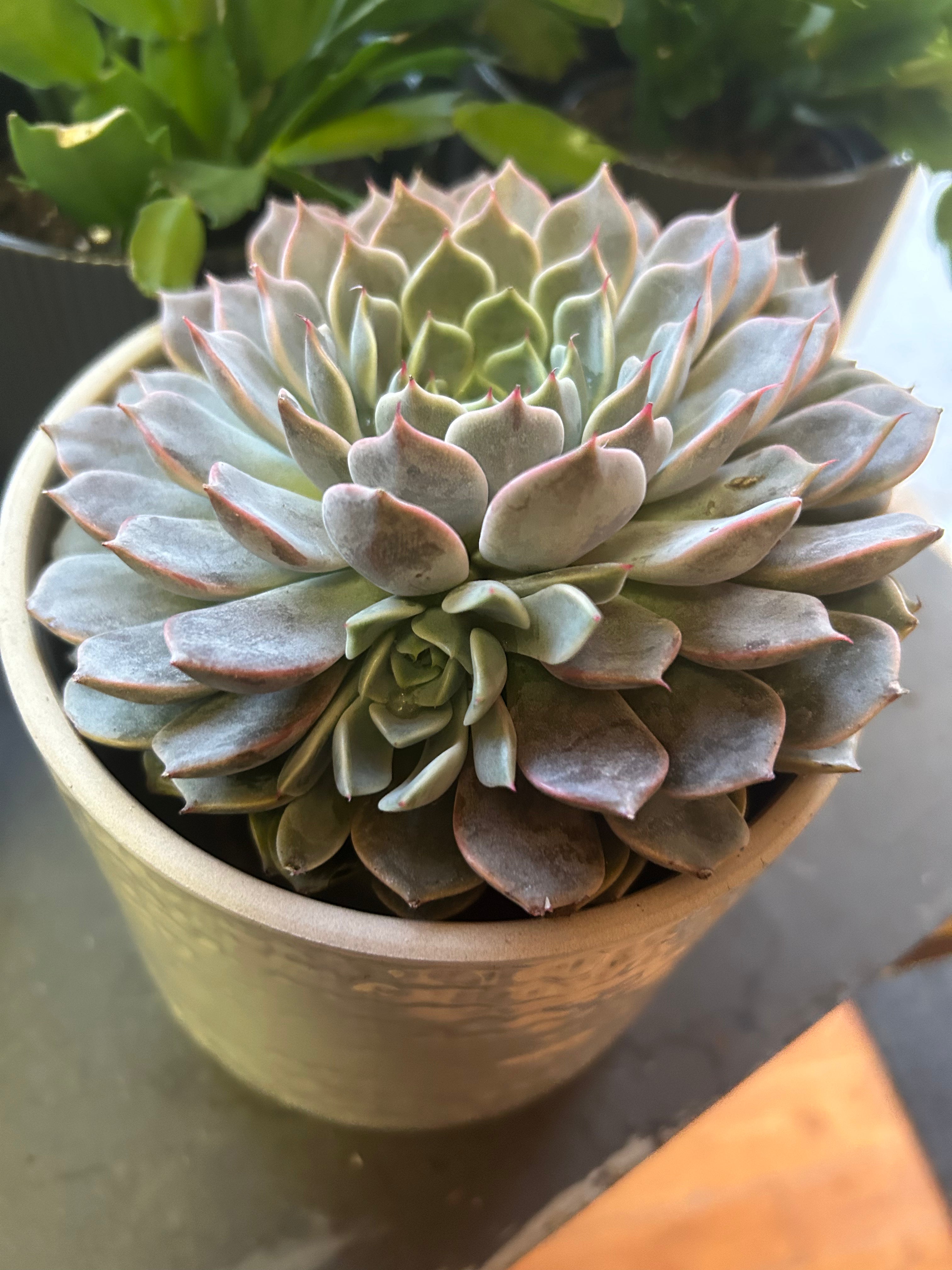 5 Pack Assorted Succulent Plants - Low Maintenance Indoor & Outdoor Live Plants for Home, Office, Desk Decor - Perfect for Gifts, Wedding Favors, and DIY Garden Projects