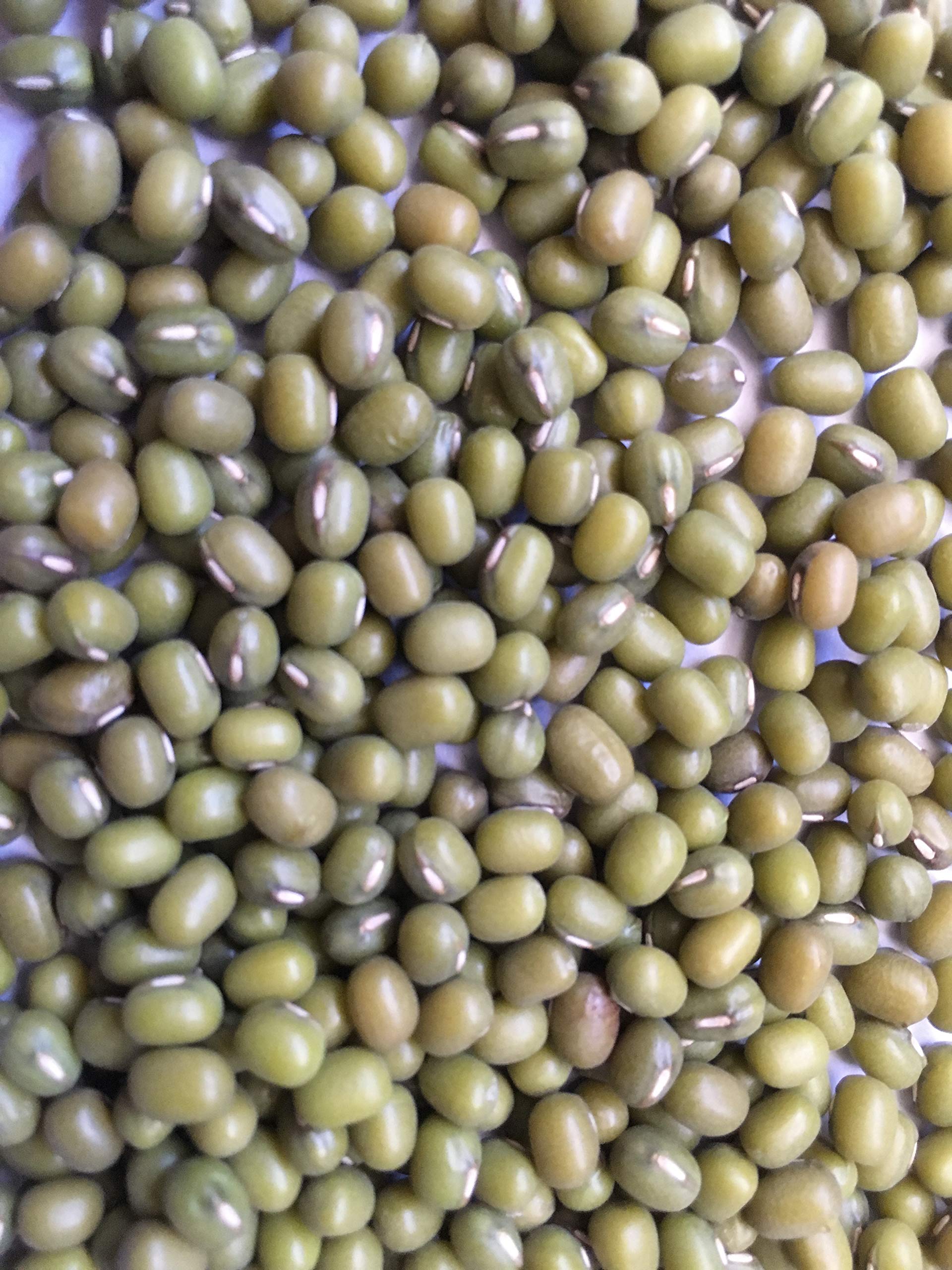 Organic Mung Bean Seeds 8oz - Non-GMO Microgreens for Sprouting, Gardening & Fresh Salads | Perfect for Homegrown Superfoods, Healthy Eating & Indoor Gardening