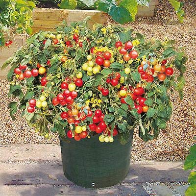 Italian Patio Cherry Tomato Seeds - High Yield, Super Sweet, Non-GMO (200 Seeds) for Home Garden, Balcony, and Container Planting