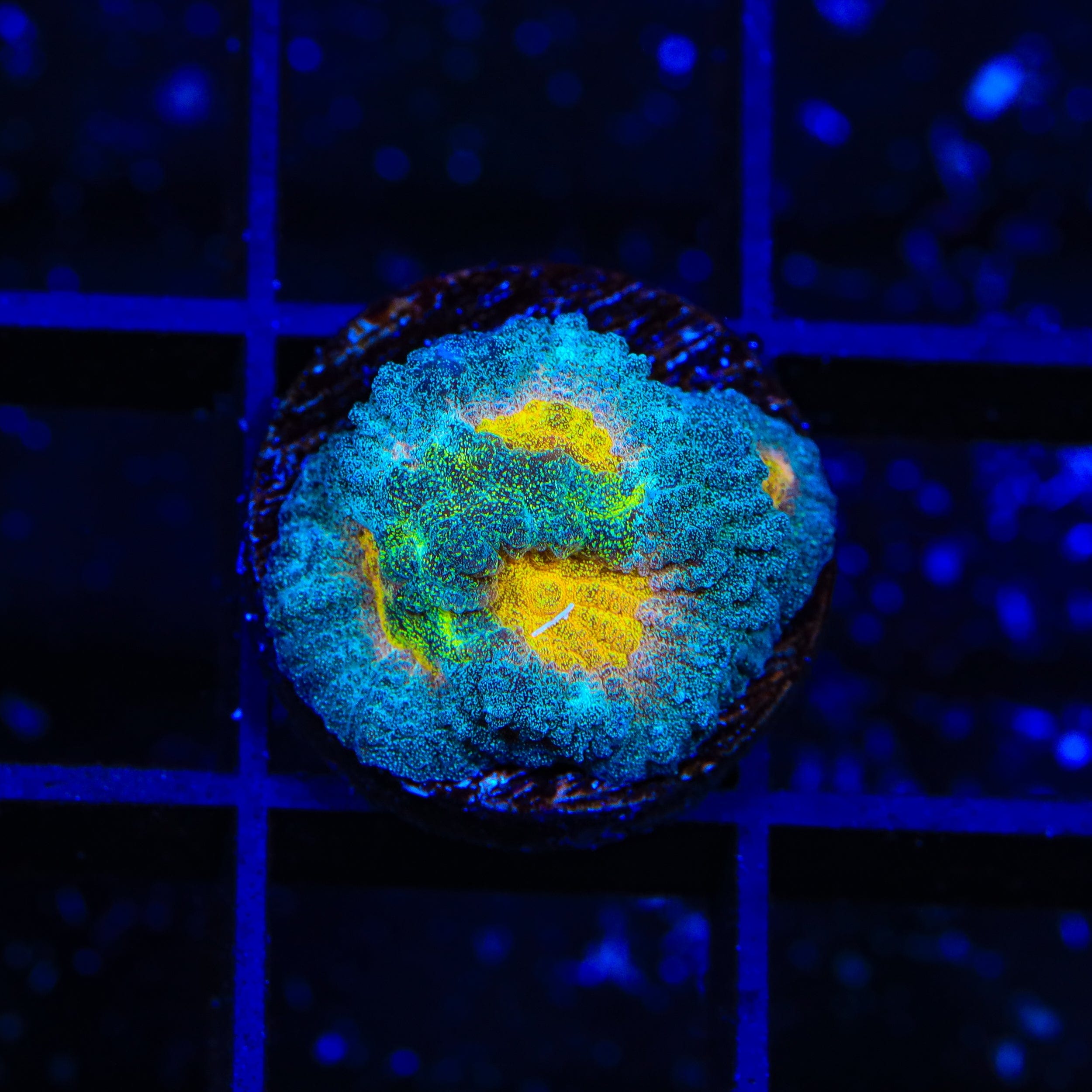 Premium CB Angel Eye Favia Coral for Saltwater Aquariums - Vibrant Coral for Reef Tanks & Marine Displays