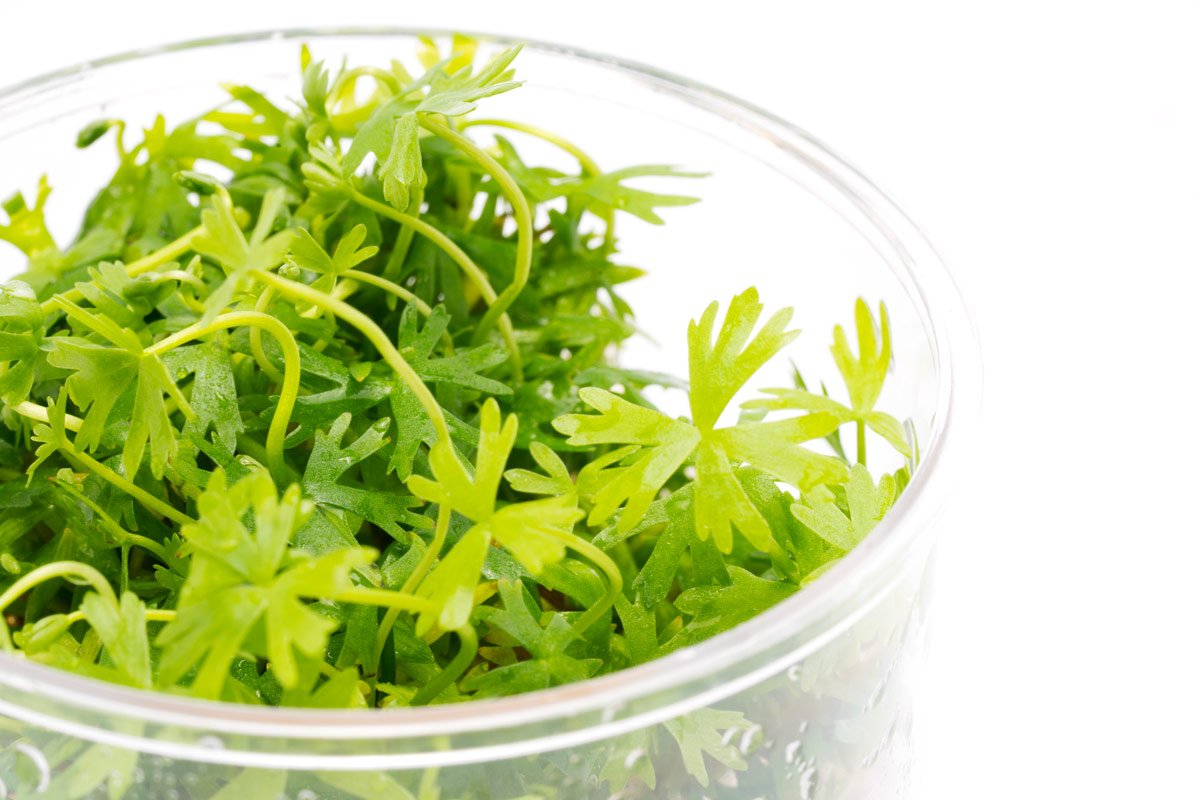 Ranunculus Inundatus Aquatic Plant for Freshwater Aquariums | Live Pond Plant for Fish Tanks, Water Gardens & Aquatic Landscaping