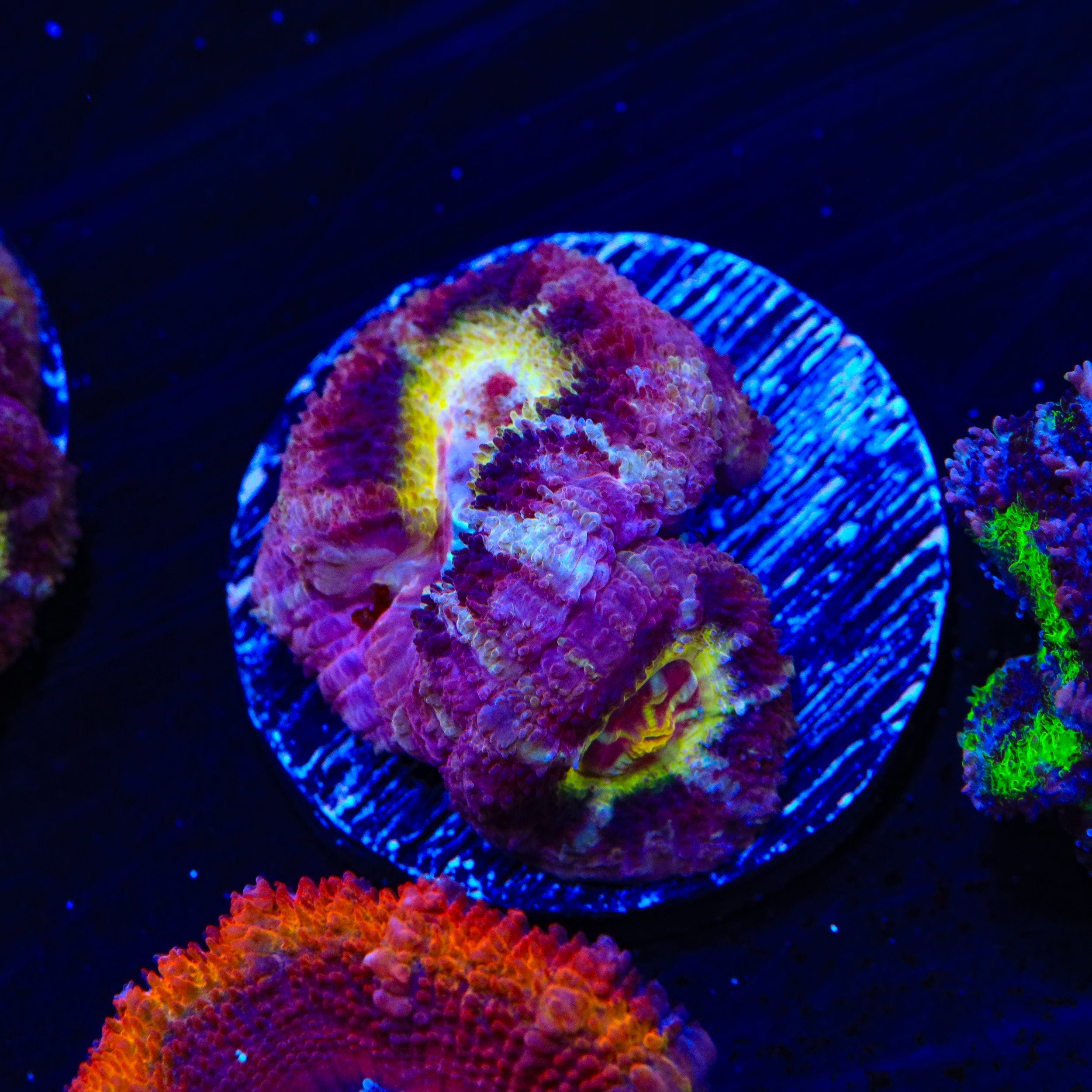 Premium Deep Water Acan Coral for Saltwater Aquariums - Vibrant Live Coral for Reef Tanks & Marine Aquascaping