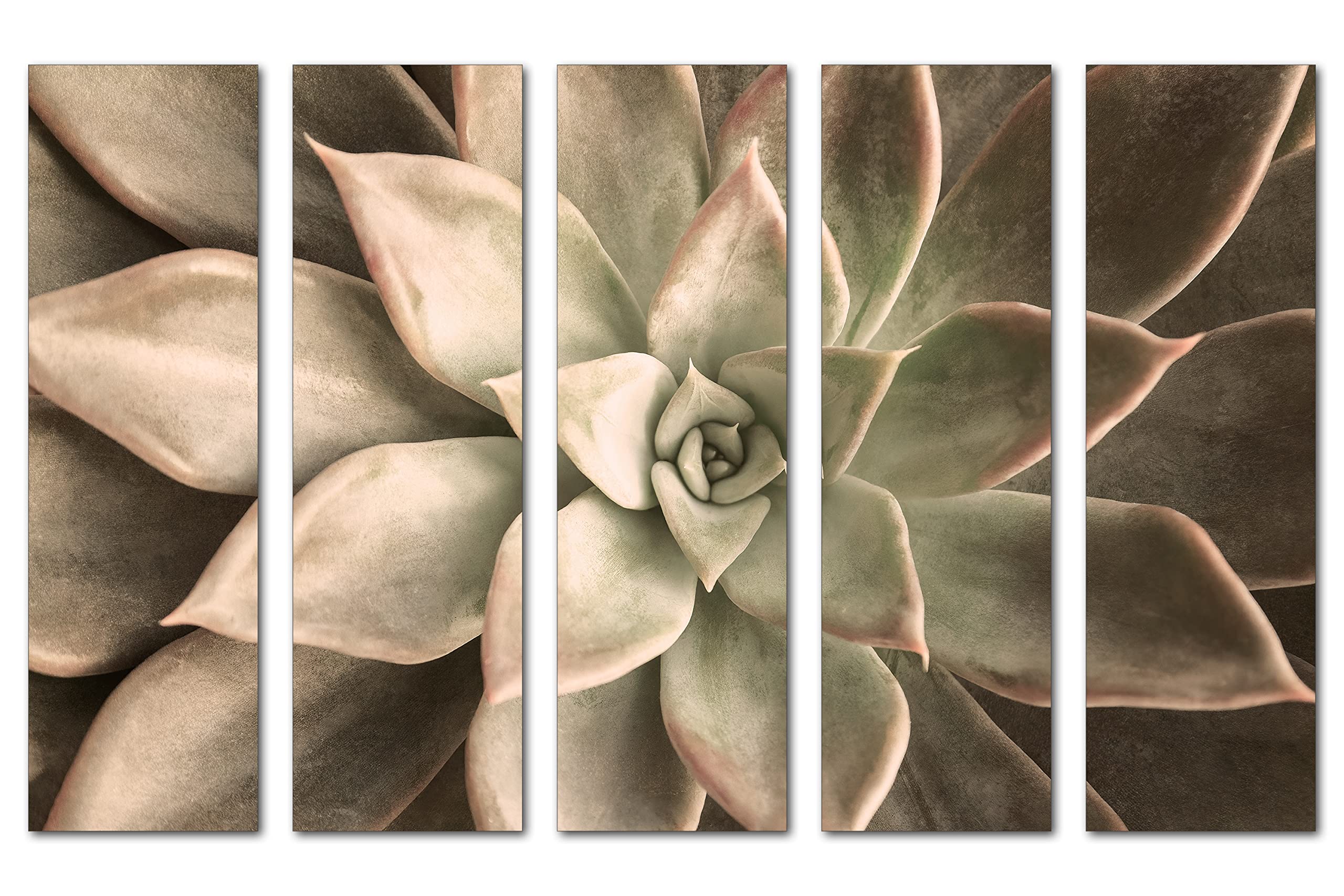 50 x 32 Inch Echeveria Succulent Canvas Print Wall Art - 5 Panel Split Botanical Plant Decor for Living Room, Bedroom & Office - Beige Home Decor