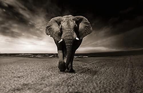 5D DIY Diamond Painting Kit - Elephant Design Full Drill Diamond Art (16x12 Inches) for Home Wall Decor, Gift & Relaxation | Perfect for Living Room, Bedroom & Office Decoration