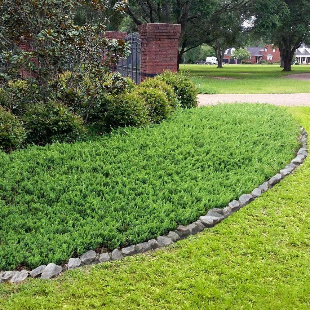 Blue Pacific Juniper (Juniperus conferta 'Blue Pacific') - 12 Live 4 Inch Pots, Drought-Tolerant Evergreen Ground Cover Plants for Landscaping, Rock Gardens & Coastal Areas