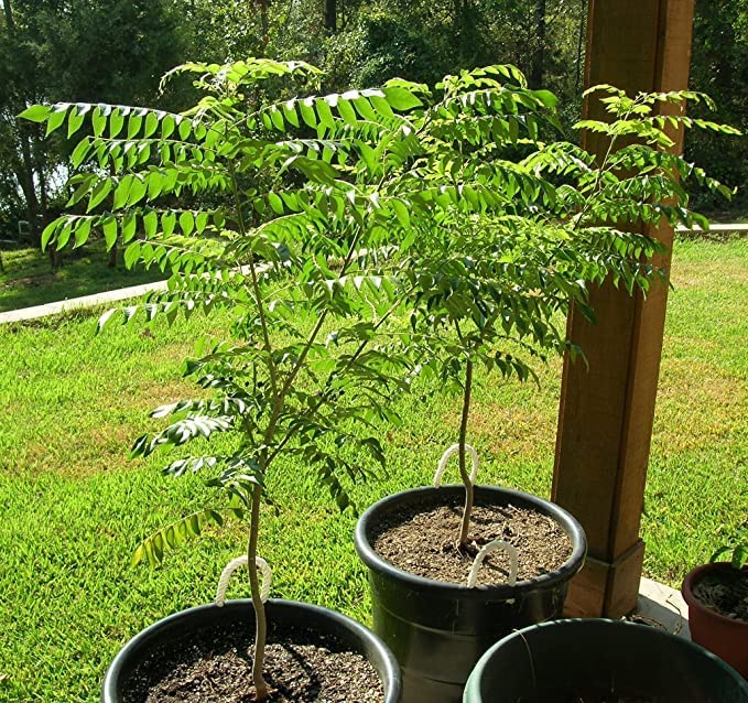 Fresh Organic Curry Leaf Plant (Murraya Koenigii) - Pack of 1 Live Herb Plant for Cooking, Ayurveda & Home Gardening - Perfect for Indian Curry, Soups & Natural Remedies