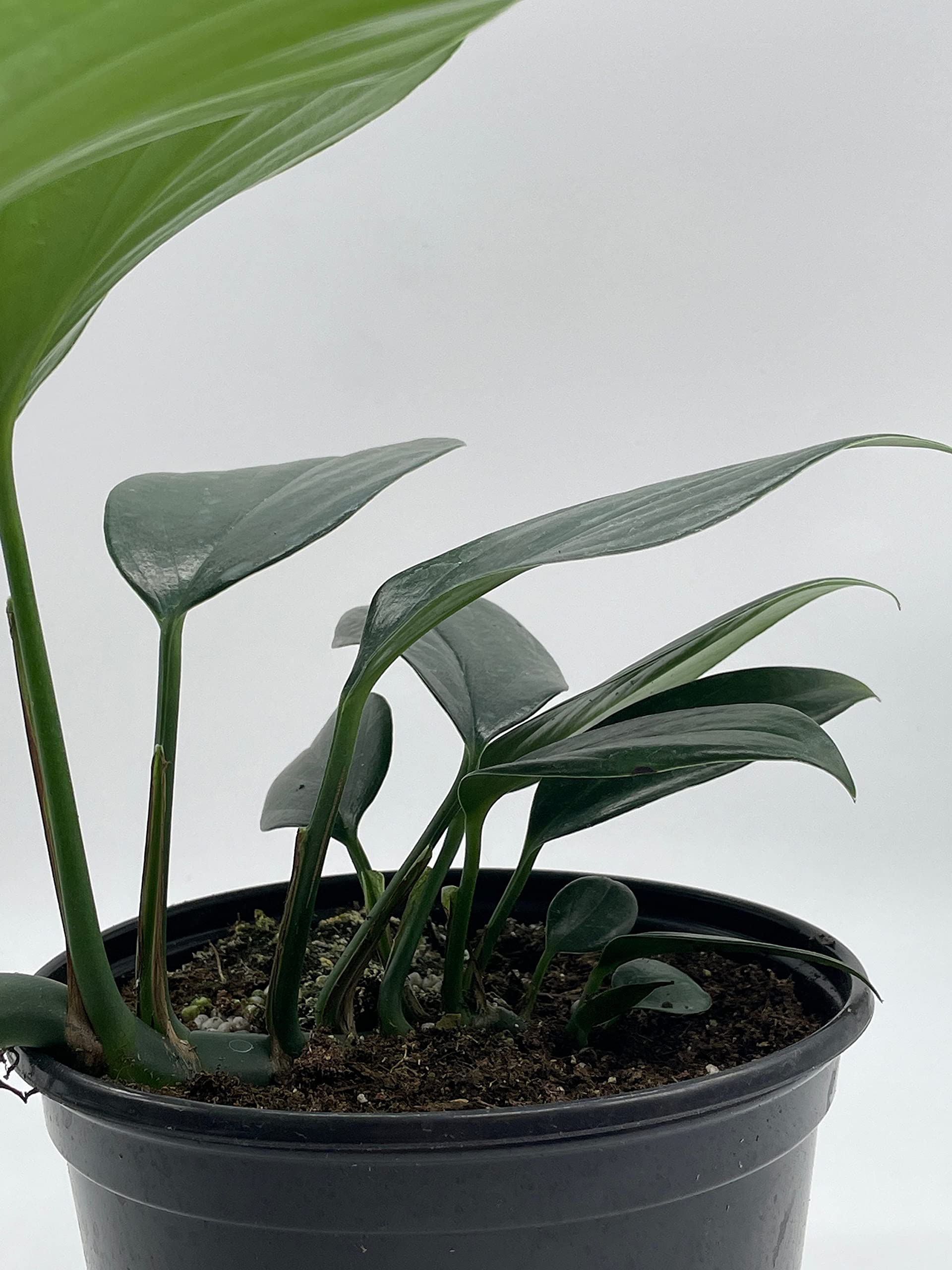 BubbleBlooms Dragon Tail Plant (Rhaphidophora Decursiva) in 6 Inch Pot - Low Light Indoor Houseplant for Home & Office Decor