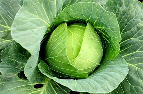 25+ Copenhagen Market Cabbage Seeds - Heirloom, Non-GMO, Organic Vegetable Seeds for Home Garden | Fresh, Healthy, Tasty Cabbage for Salads, Soups, and Fermenting