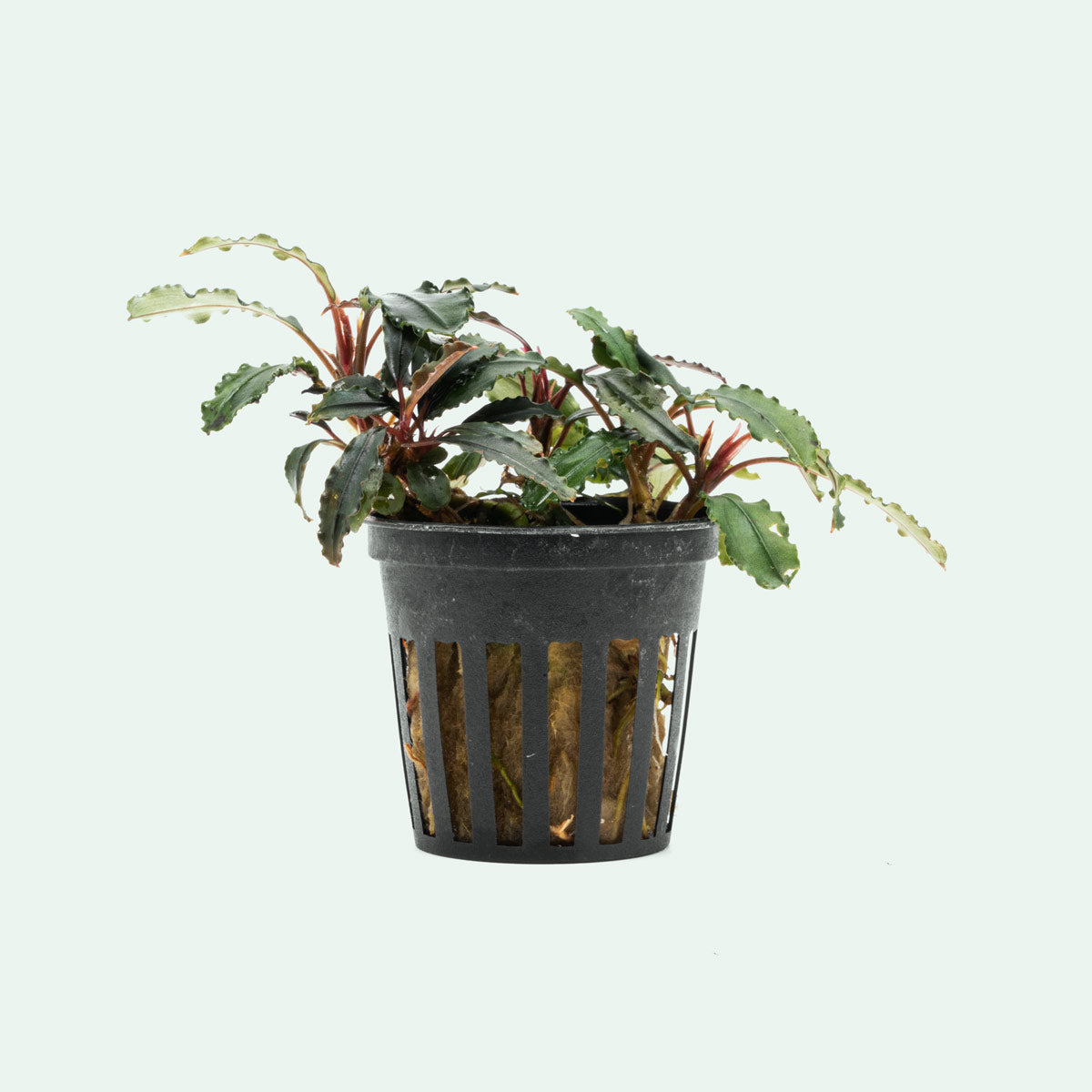 Bucephalandra Red Blade Aquatic Plant - Rare Live Aquarium Plant for Fish Tanks, Aquascaping & Terrariums - Perfect for Low Tech & High Tech Aquariums