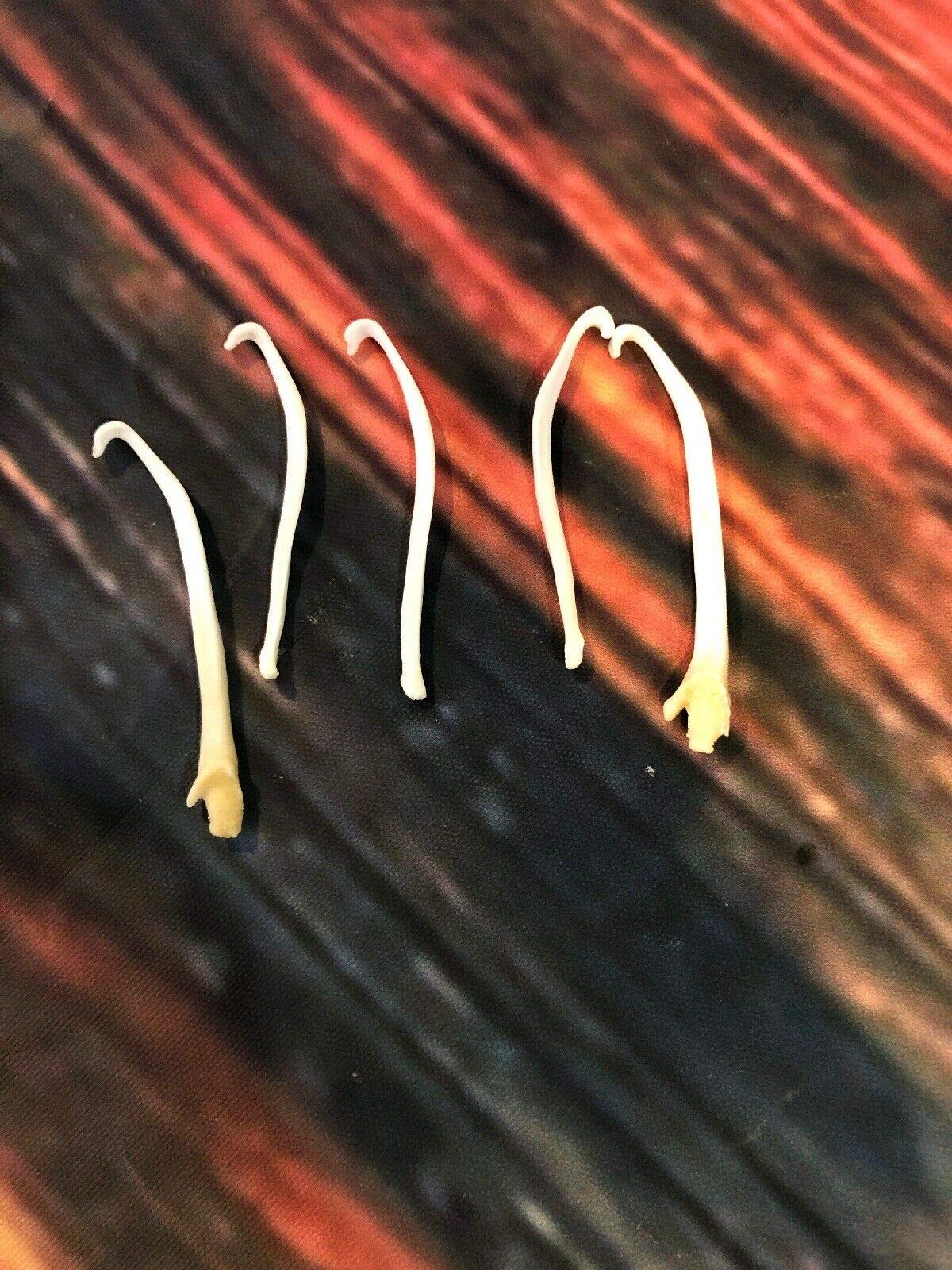 5 Genuine Mink Baculum Penis Bone Oddity - Unique Taxidermy Mount, Novelty Gag Gift & Fish Hook Art - Perfect for Cabin Decor, Curio Cabinets, and Conversation Starters