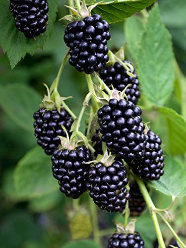 Apache BlackBerry Plant (1 Gallon Potted) - Large Glossy Black Fruits, Sweet Flavor, Thornless Canes | High Yield Fruit Bush for Home Gardens, Landscaping & Fresh Eating
