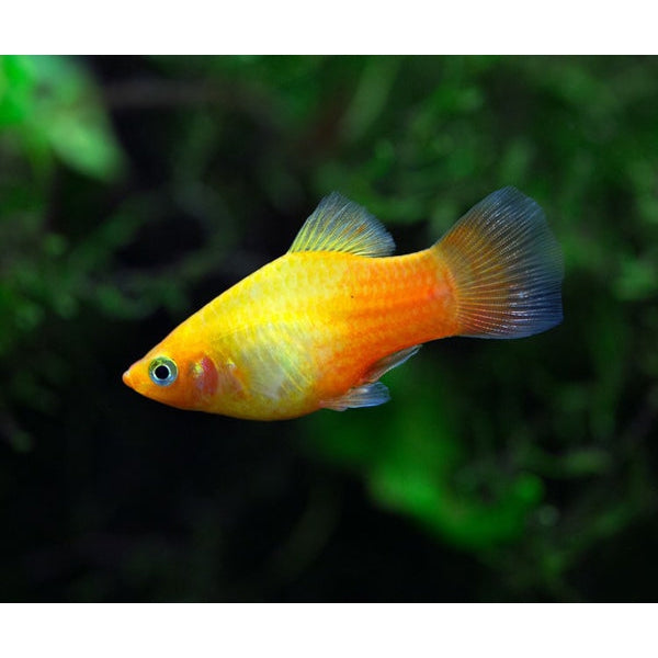 Fresh Mango Platy Fish - Live Tropical Aquarium Fish for Home & Office Tanks - Perfect for Community Aquariums & Beginner Fish Keepers