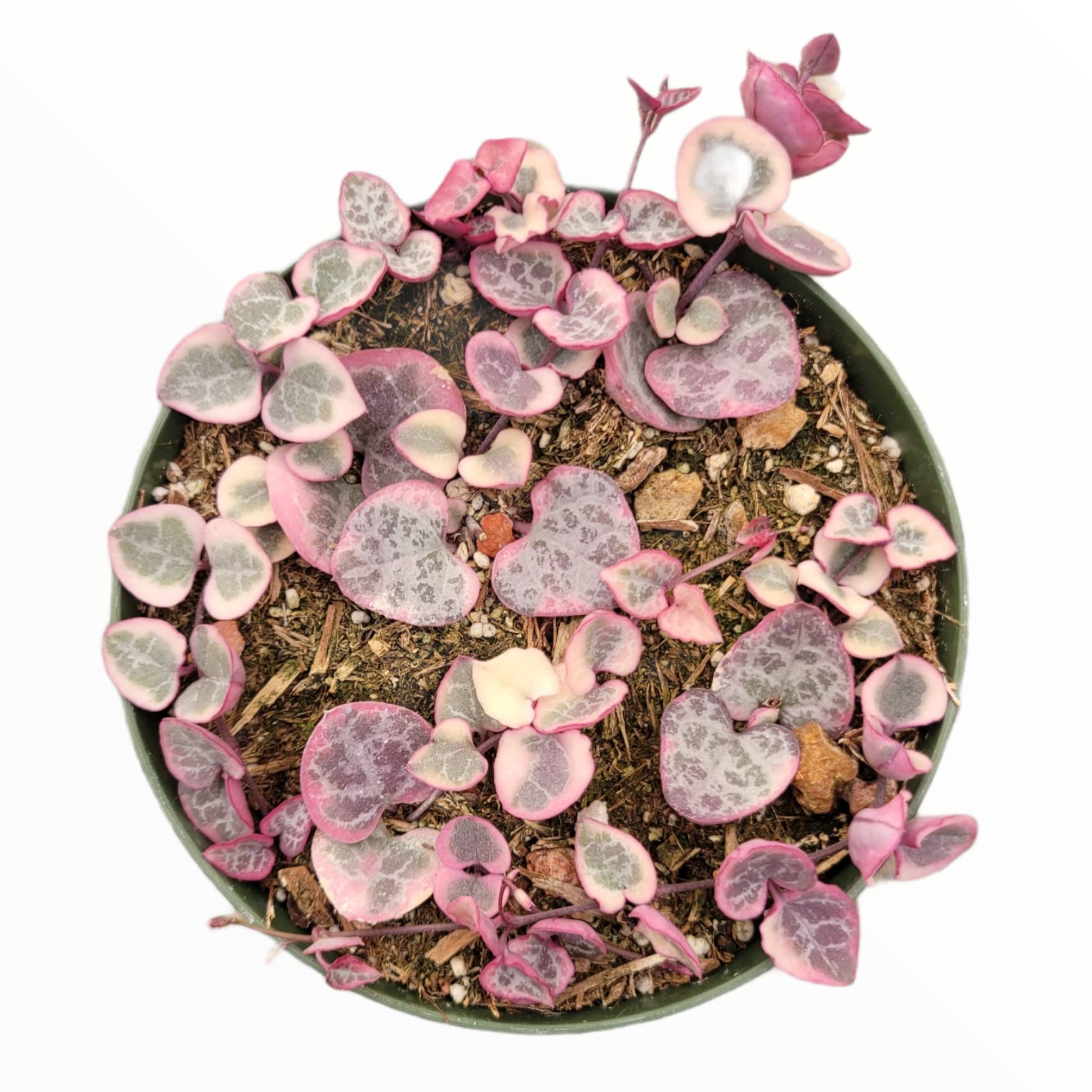 Variegated String of Hearts (Ceropegia Woodii) - 4