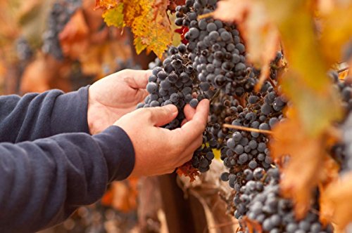 Tinggly Gift Card - Sierra Nevada Wine & Harvest Experience for One - Perfect for Wine Lovers & Adventure Seekers - Great for Birthdays, Anniversaries & Romantic Getaways