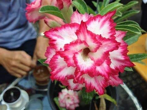 Elwyn 2 4-Layered Desert Rose Flower Seeds - Adenium Obesum Rare Exotic Blooming Plant for Home Garden, Balcony & Outdoor Landscaping
