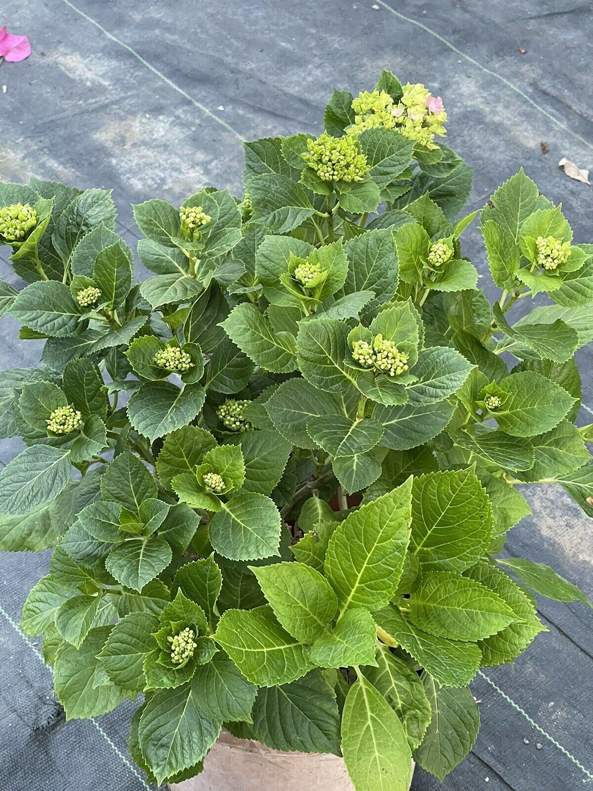 Pink Hydrangea Bush - 5 Gallon Large Size Plant for Landscaping, Garden Decor, and Outdoor Wedding Centerpieces