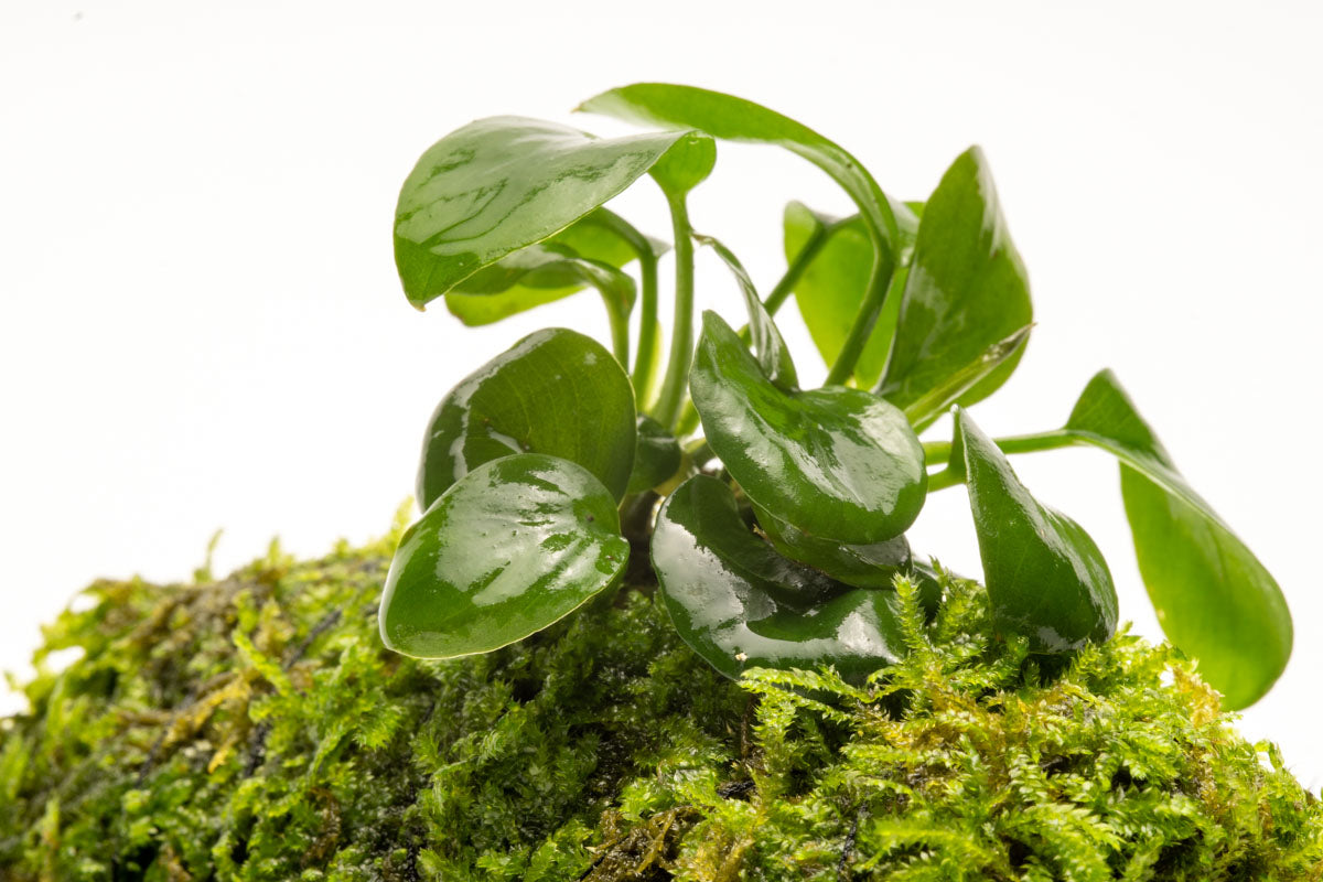 Anubias Nana Moss Tower for Aquarium - Live Aquatic Plant Decor for Fish Tank, Terrarium & Paludarium | Perfect for Shrimp, Betta Fish & Nano Tanks