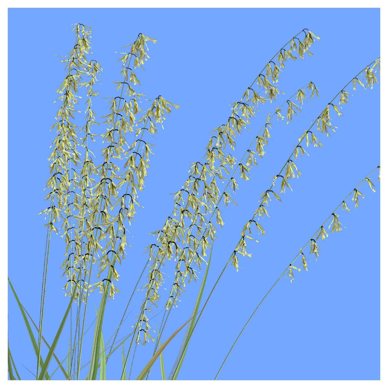 Everwilde Farms - 1/4 Lb Side-Oats Grama Native Grass Seeds - Gold Vault Packaging - Drought-Resistant Lawn & Erosion Control for Landscaping