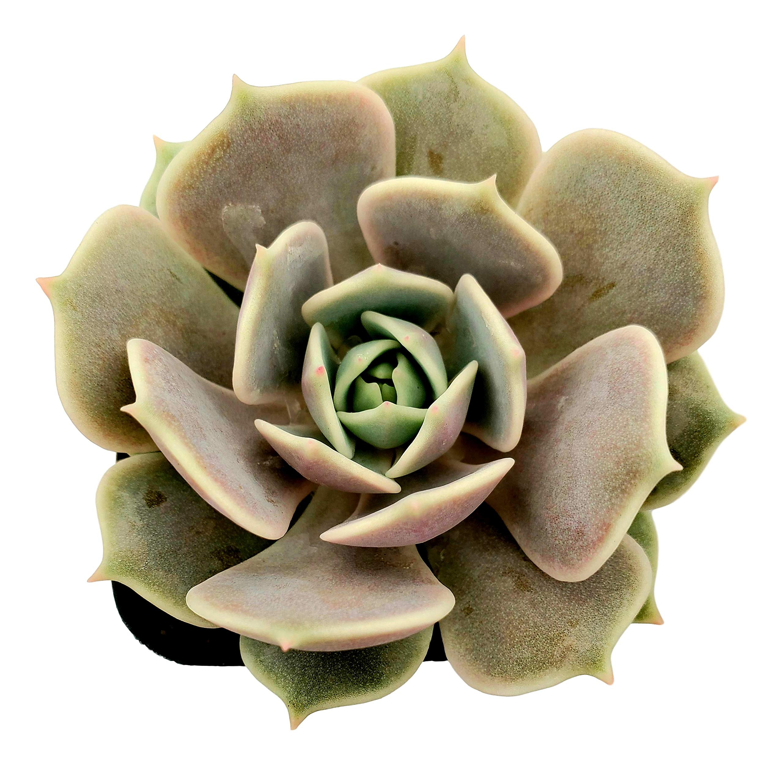 Live Echeveria Succulent Plant - 4 Inch Plastic Growers Pot (2 Inch Lola Variety) - Perfect for Home Decor, Office Desk & Garden Planting