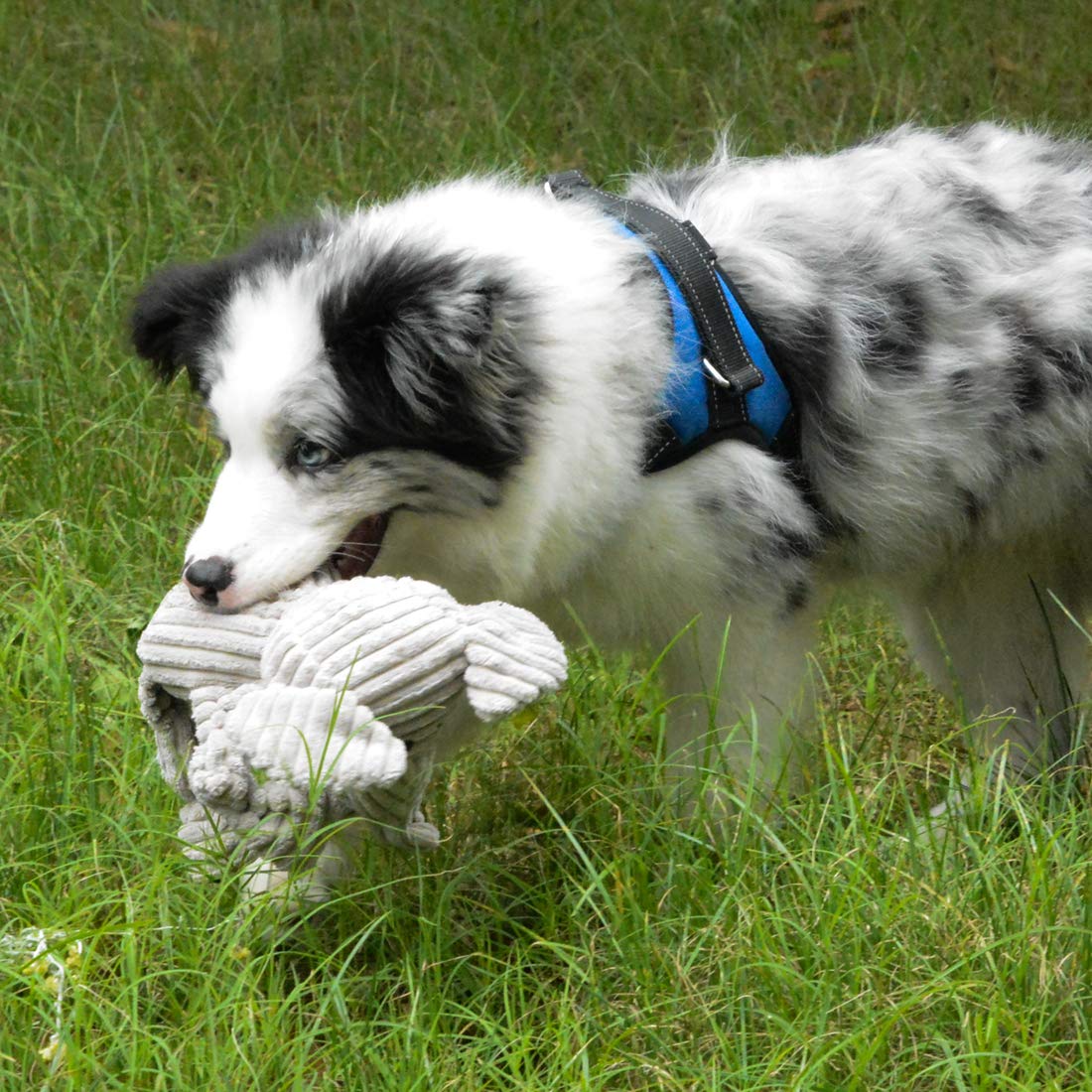 **Durable Squeaky Plush Dog Toys for Small & Medium Dogs - Super Soft, Chew-Proof & Fun Playtime - Perfect for Indoor & Outdoor Fetch, Training & Cuddling**