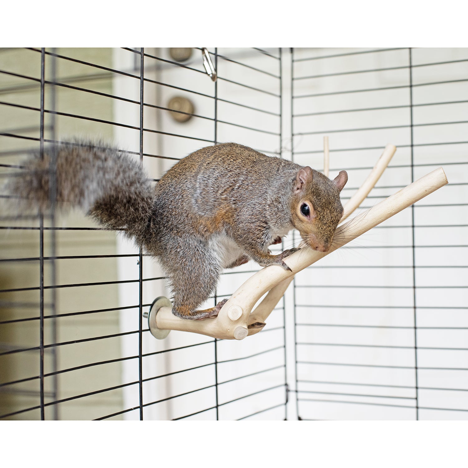 Multi Branch Perch for Birds - Natural Wood Bird Perch Stand with Multiple Branches - Perfect for Parrots, Cockatiels & Small Birds - Cage & Play Gym Accessory