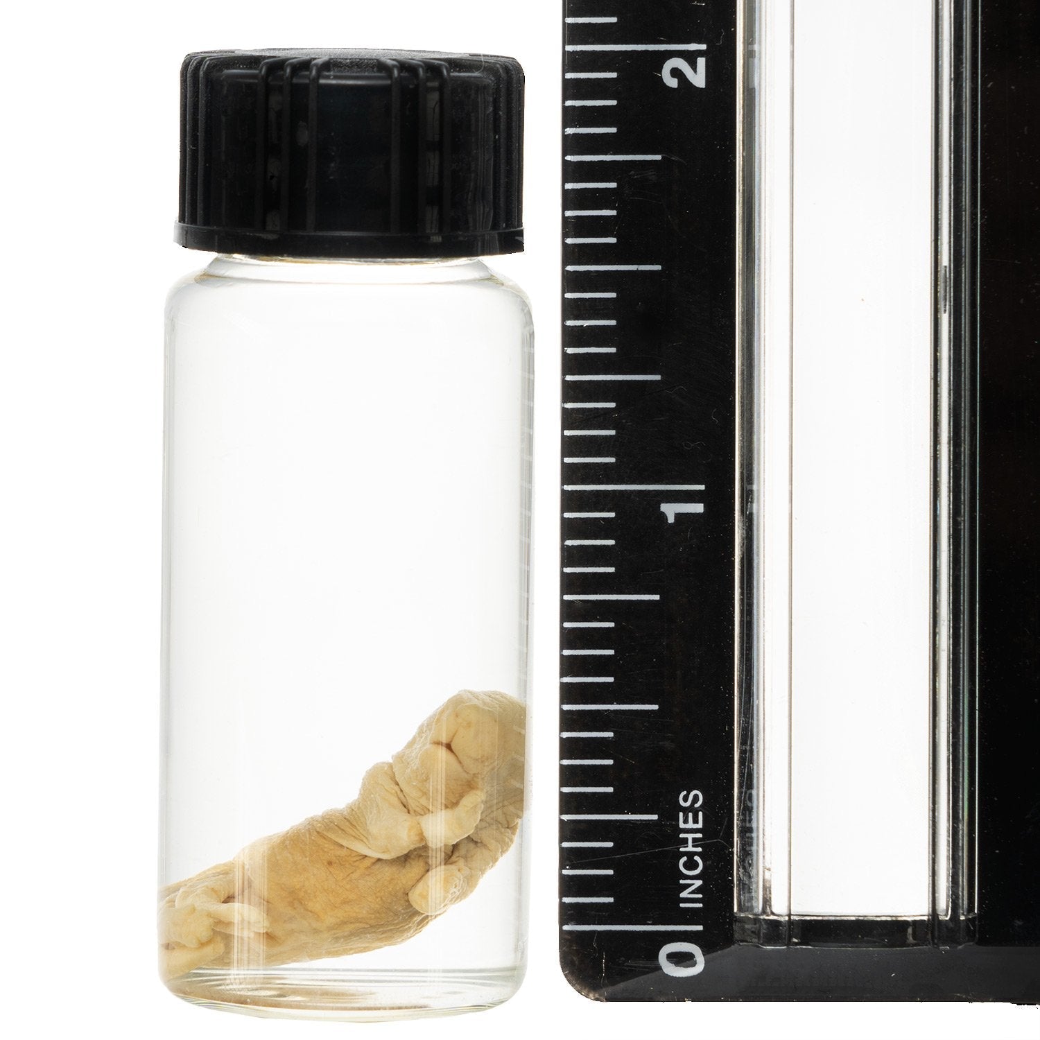 Real Pinky Mouse Wet Specimen - Single Preserved Biological Specimen for Science Education & Taxidermy Collection | Perfect for Classroom Labs, Research, and Oddity Displays