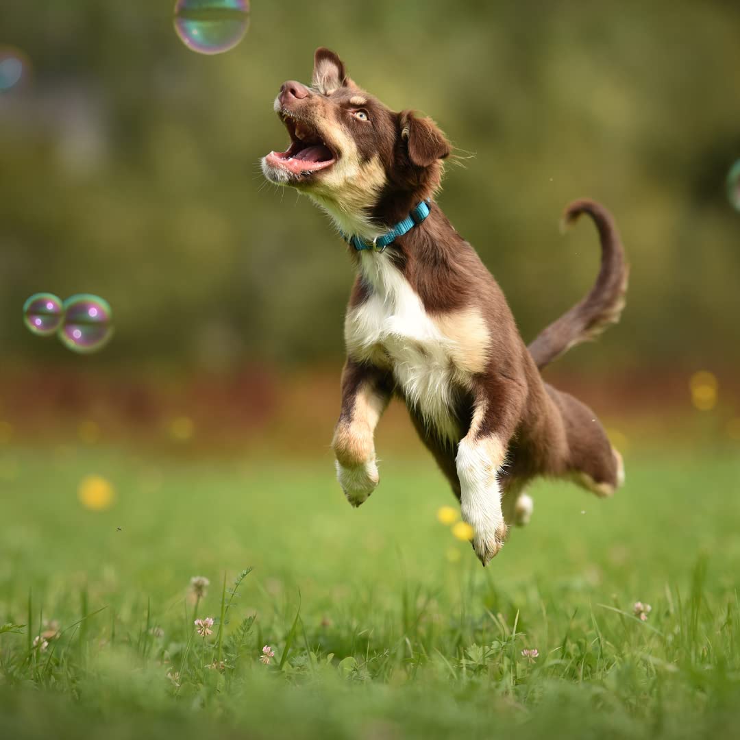 Non-Toxic Vegan Dog Bubbles 3-Pack - Bacon, Peanut Butter & Chicken Flavored Interactive Pet Toys for Dogs - Fun Blowing Bubbles Game for Outdoor Play, Training & Birthday Gifts