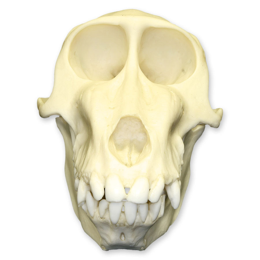 Authentic Replica Mandrill Baboon Skull - Female - Perfect for Home Decor, Educational Displays & Halloween Props