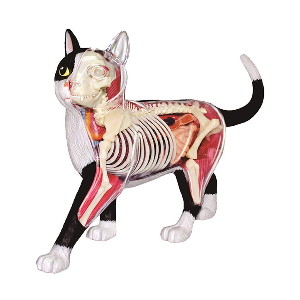 KezaiZHe Cat Anatomy Model - Scientific Animal Anatomy Puzzle Toy, Detachable Veterinary Biology Teaching Aid for Medical Students & Pet Owners - Perfect for Classroom, Lab & Home Learning (Color: Cat)