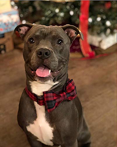 Elegant Small Bow Tie Dog Collar - Adjustable Cotton & Webbing Pet Collar for Small, Medium & Large Dogs and Cats - Perfect for Daily Walks, Grooming & Special Occasions